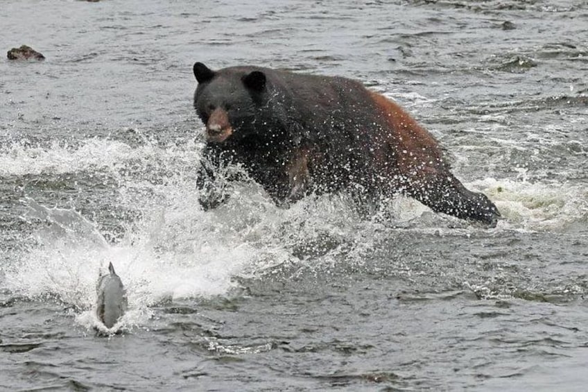A bear in water splashing, a bird flying nearby. 5