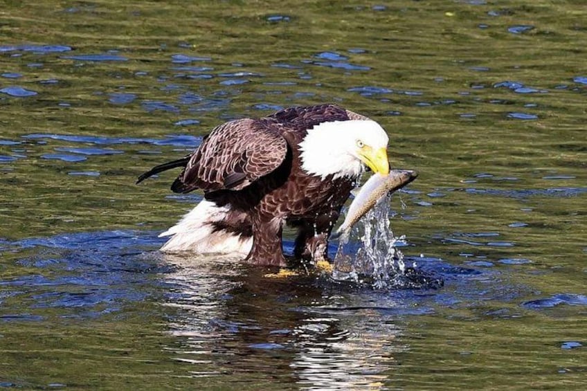 A bald eagle holding a fish in its beak. 1