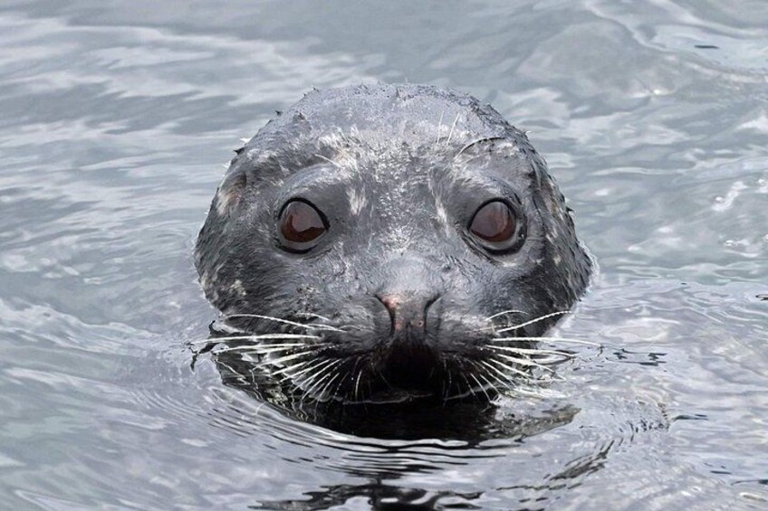 2-Hour Wildlife and Culture small van Excursion in Ketchikan 3