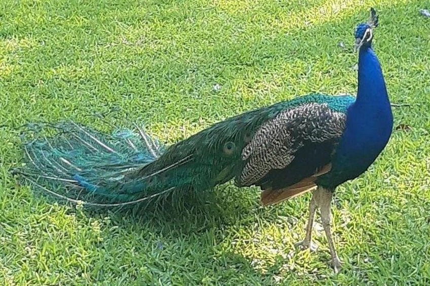 A peacock with a blue head and tail feathers standing on grass. 3