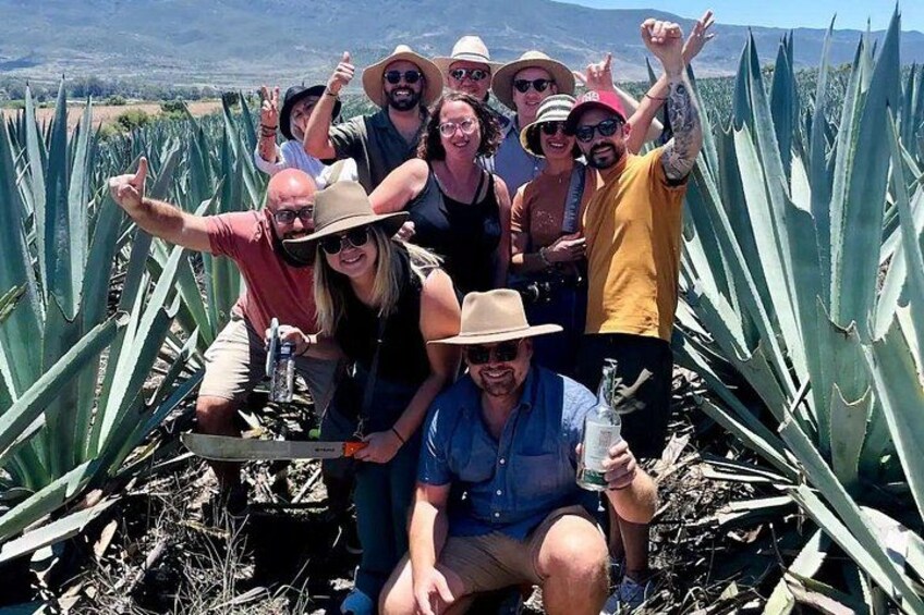 A group of people in a field of agave plants. 2