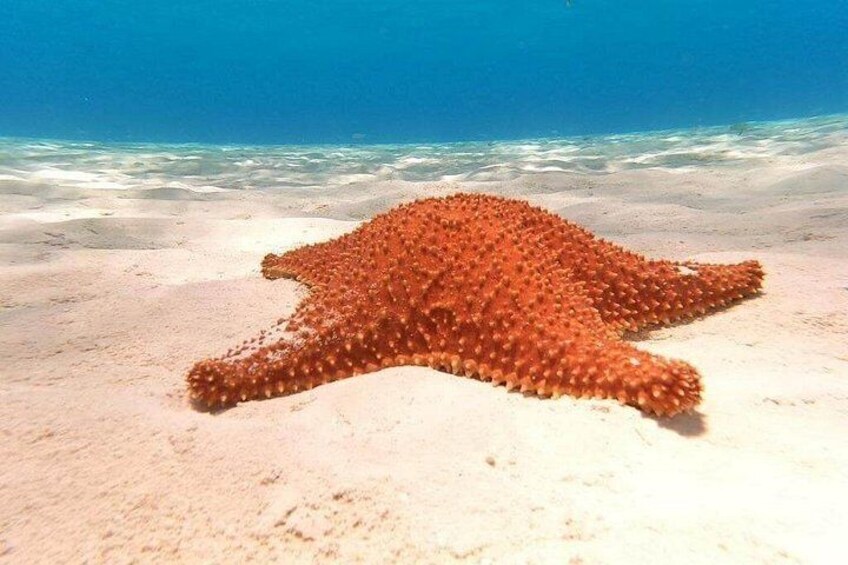 4 hours of shared snorkeling to El Cielo 2