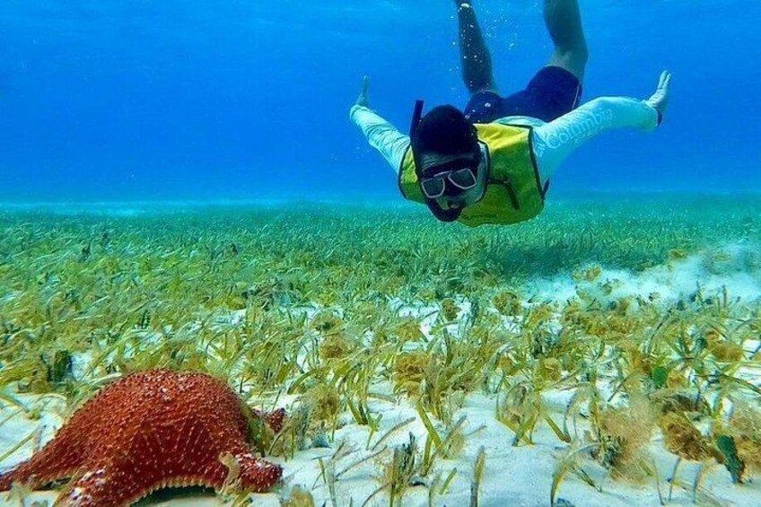 4 hours of shared snorkeling to El Cielo 2