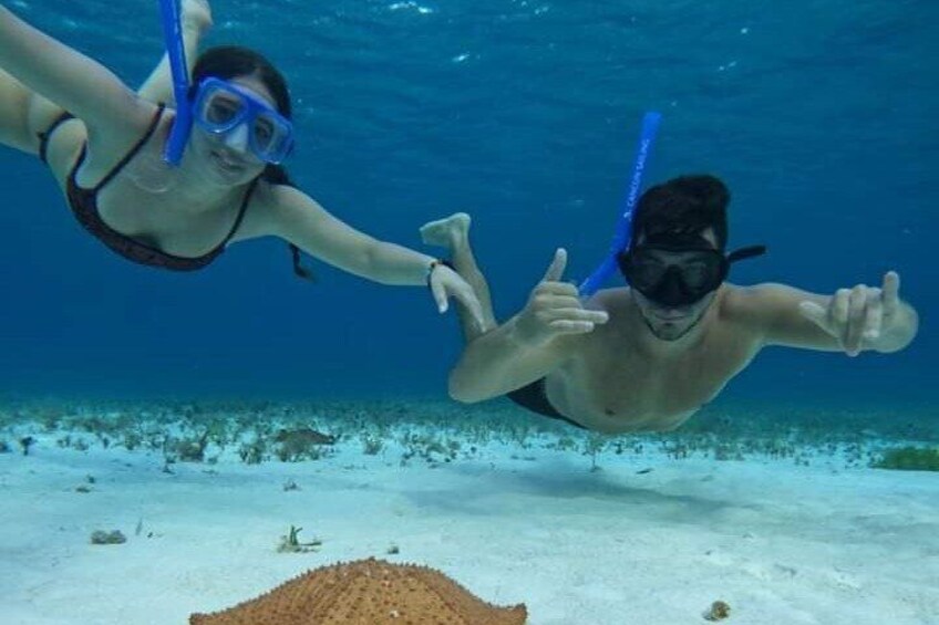 Två personer som snorklar under vattnet, och man kan se koraller och andra marina växter och djur. 5
