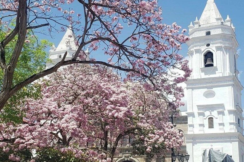 A white church with a bell tower, surrounded by blooming cherry blossoms. 1