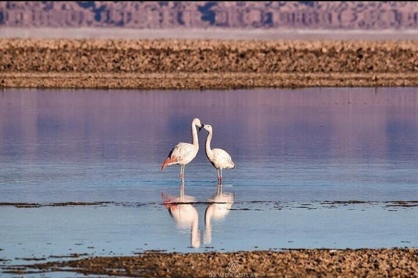 Full Day Private Tour of San Pedro de Atacama