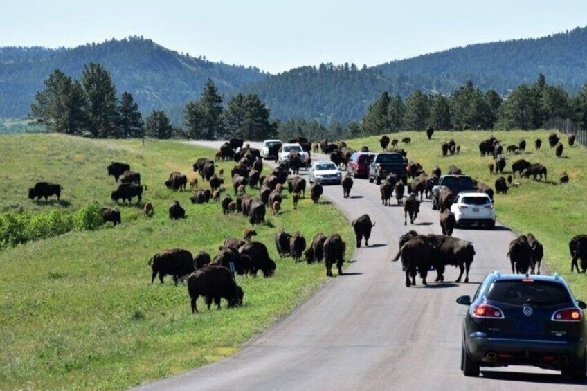 2026 Custer State Park Buffalo Roundup - Sept 25 Only - Public 2