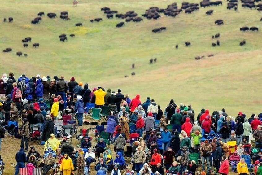 A large crowd of people gathered in a field with cattle in the background. 1