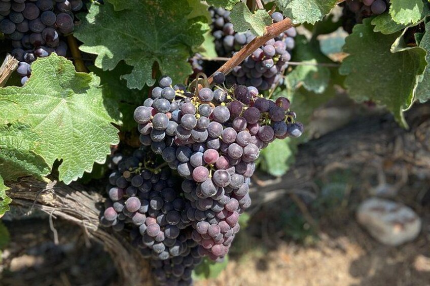 Small Group Guided E-bike Tour in Nice's Organic Vineyard 1