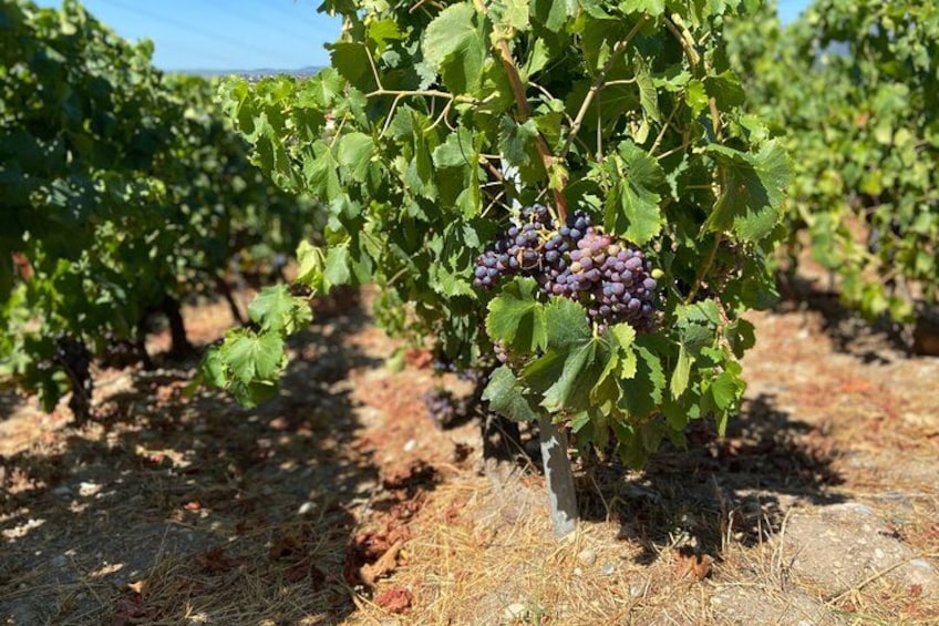 A vineyard with rows of grapevines and clusters of purple grapes. 5