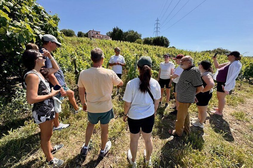 A group of people standing in a vineyard. 4