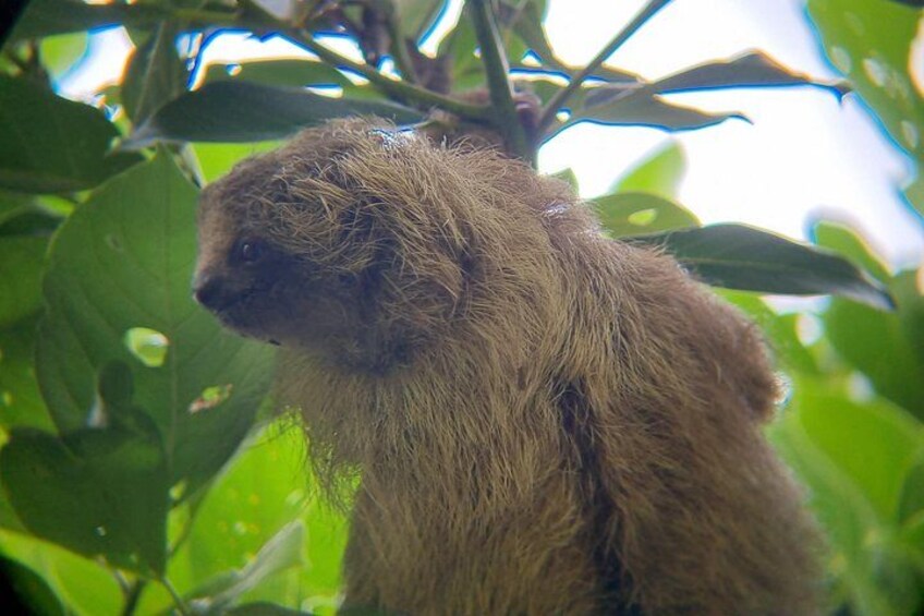 Tamarindo: Private Nature Tour with Swim and Sloth Sanctuary 5
