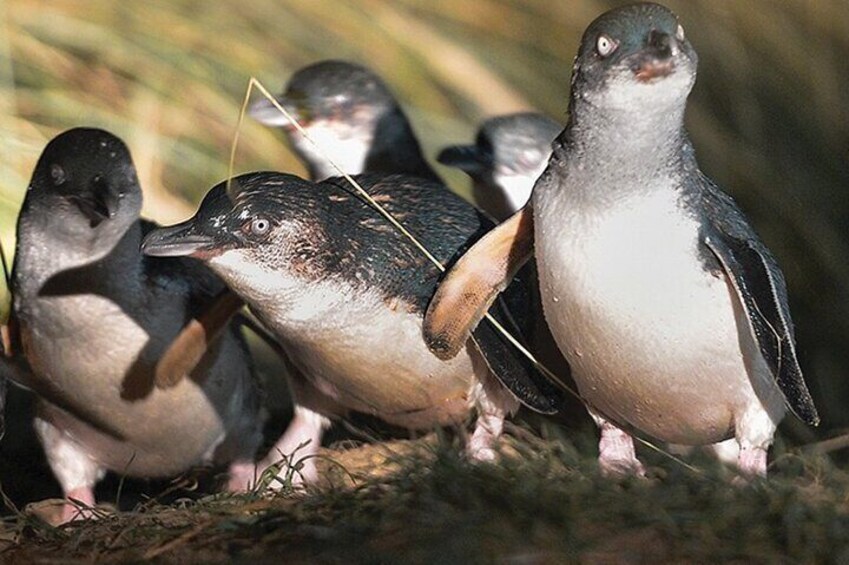 A group of penguins on the ground. 5