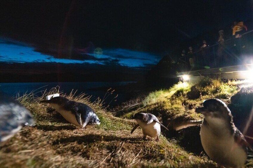 Penguins on a grassy slope at night with a boat and people in the background. 4