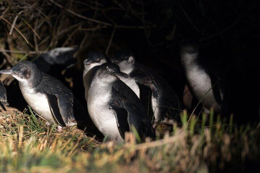 A group of penguins standing on grass. 3