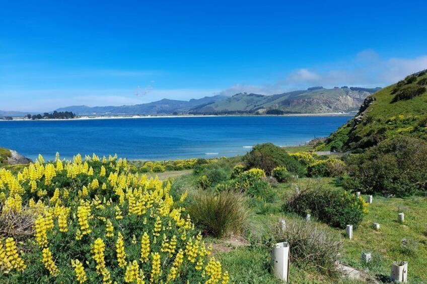 A coastal landscape with yellow flowers, green hills, and a clear blue sea. 2