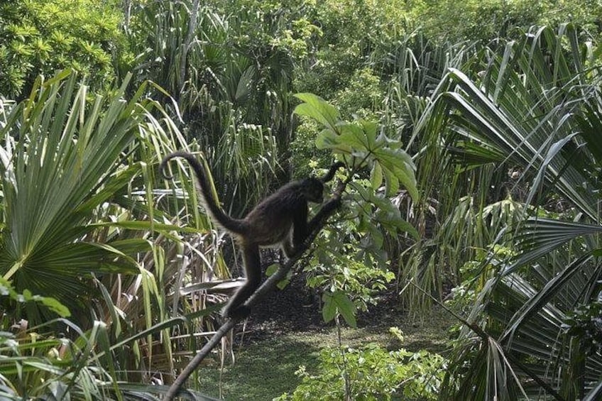 A monkey climbing a tree in a dense, tropical forest. 3