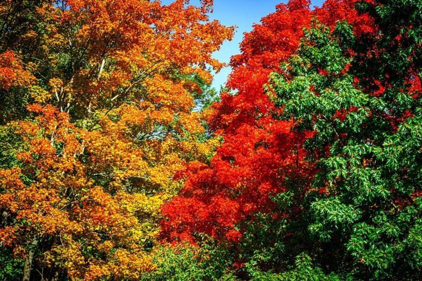 Minute Man Historic National Park - Autumn Leaves 2