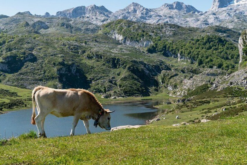 A cow grazing near a lake with mountains in the background. 4