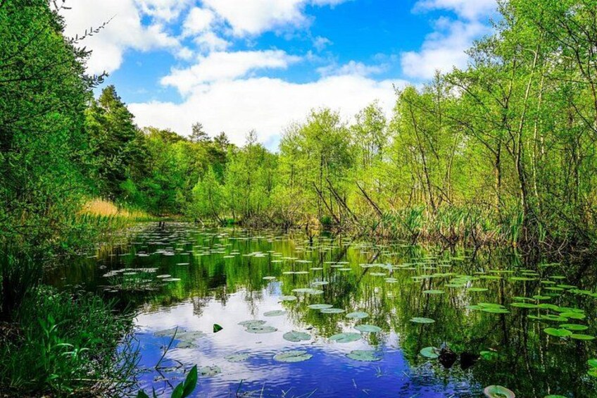 A calm pond surrounded by lush greenery and trees. 3