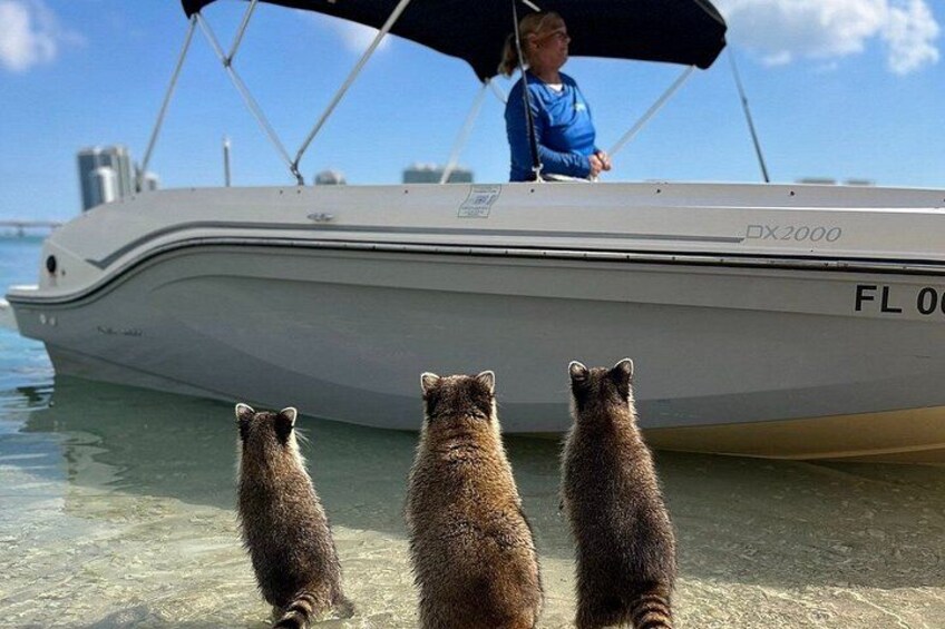 Raccoon, Mangroves & Sandbar Adventure, Water Toys & Snorkel Boat 4