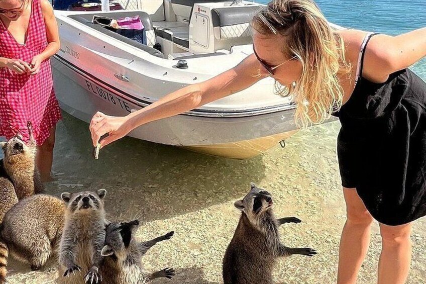 Raccoon, Mangroves & Sandbar Adventure, Water Toys & Snorkel Boat 5