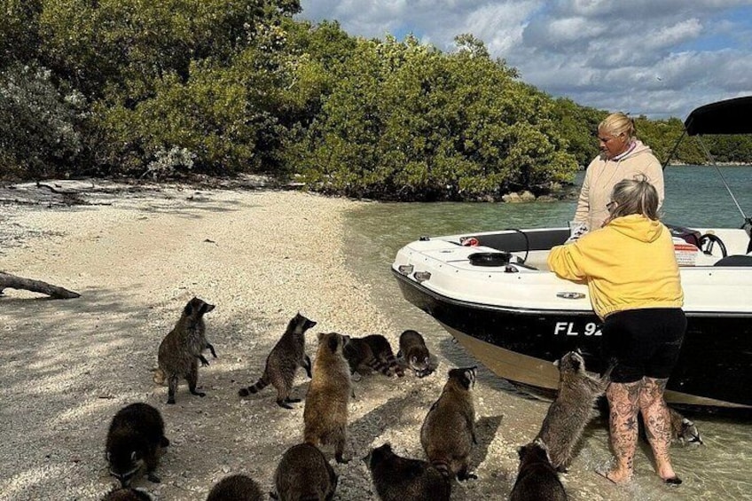 Raccoon, Mangroves & Sandbar Adventure, Water Toys & Snorkel Boat 4