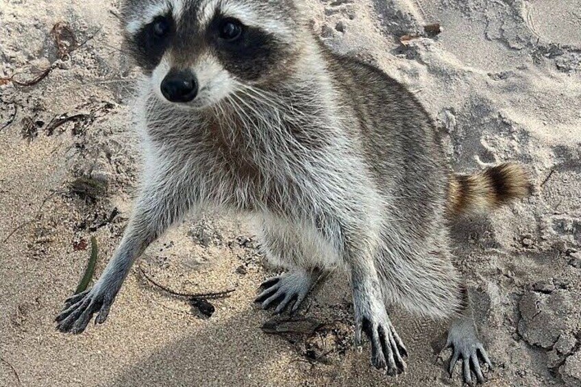 Raccoon, Mangroves & Sandbar Adventure, Water Toys & Snorkel Boat 5
