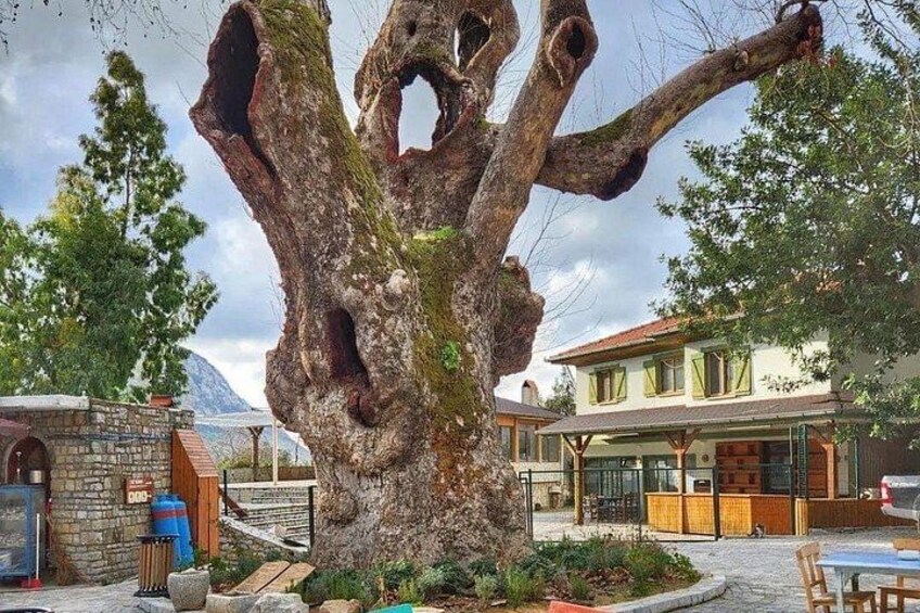 A large tree with a unique hollow structure, a stone building, and a house with a balcony. 2