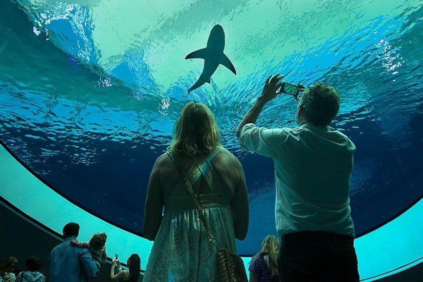The Deep 5