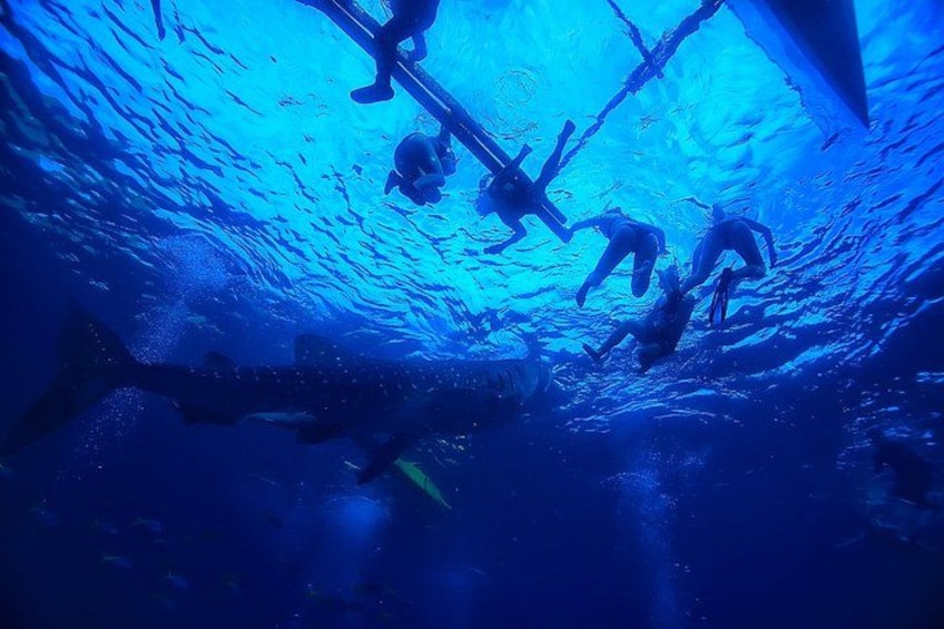 Whale Shark Encounter and Kawasan Falls Canyoneering with Lunch 4