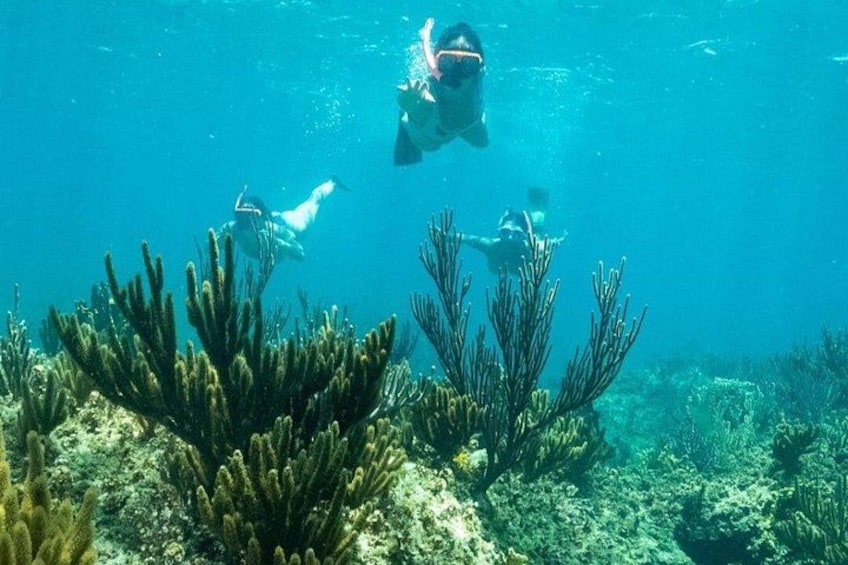 Two divers underwater with coral formations and marine life. 3