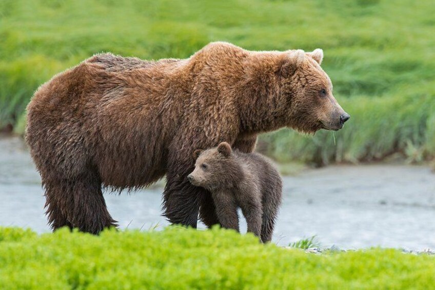 Denali in a Day Sightseeing Package 1