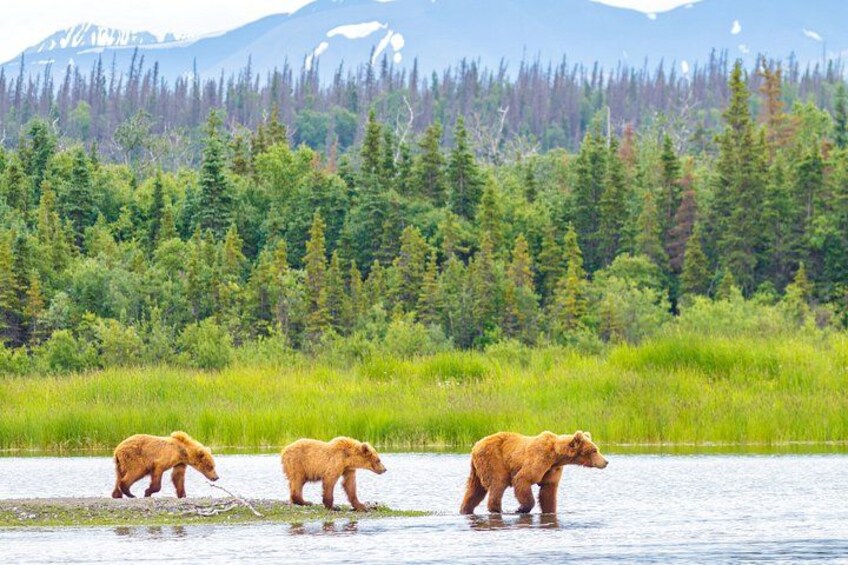 Denali in a Day Sightseeing Package 3