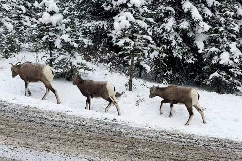 Banff wild life 3