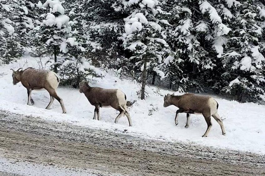 Banff wild life 2