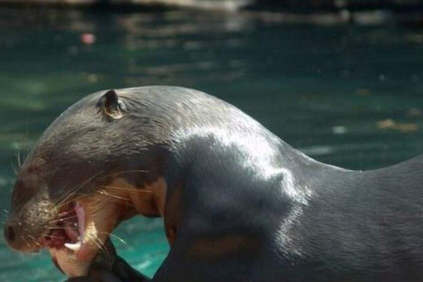 A close-up of a seal with its mouth open, likely vocalizing. 3