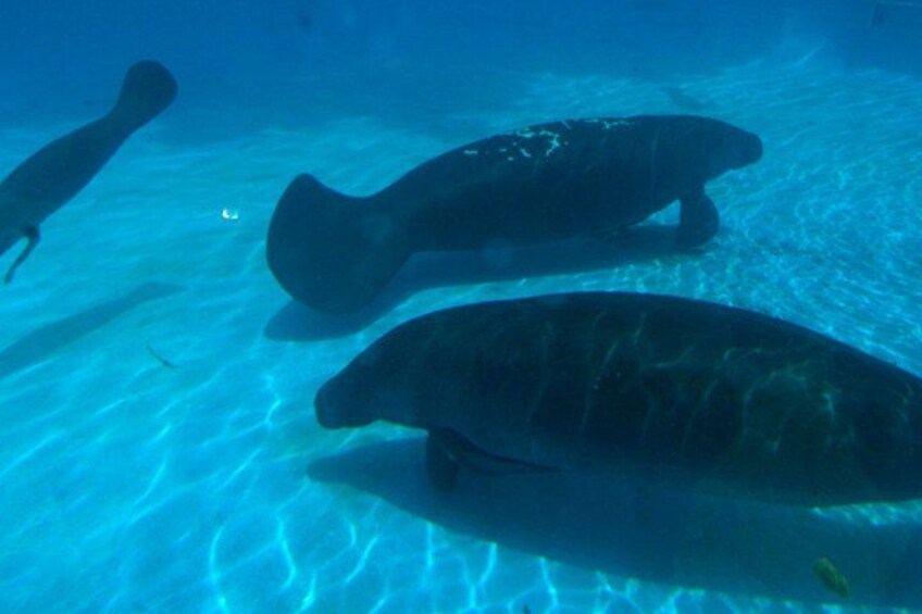 A turtle swimming underwater. 2