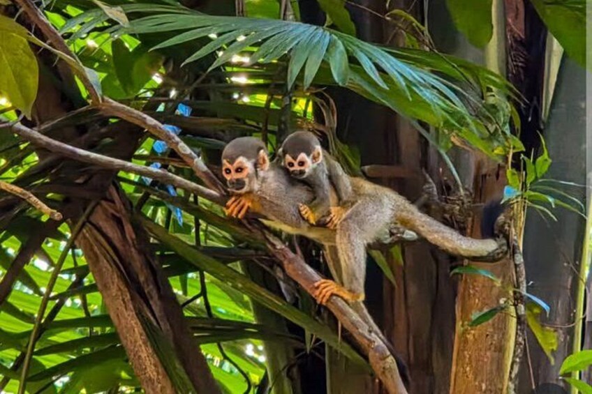 Private Tour in the Science Forest in Manaus 5