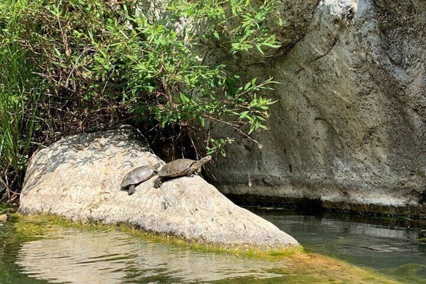 A turtle on a rock by a river. 4