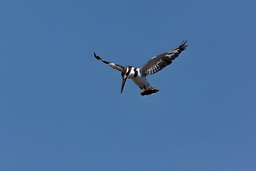 Ein Greifvogel fliegt vor strahlend blauem Himmel. 3