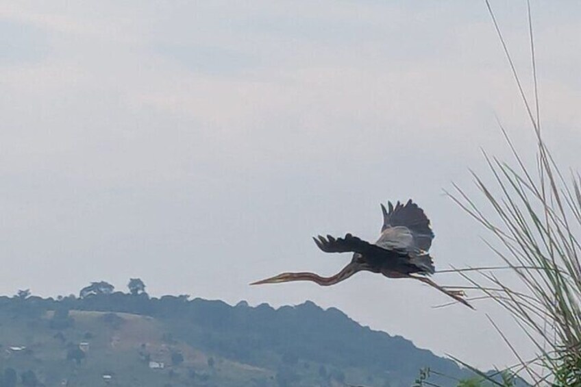 Ein Vogel fliegt über eine Hügellandschaft mit spärlicher Vegetation. 2