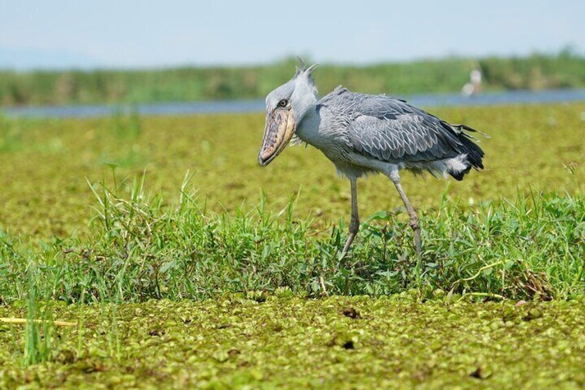 Ein Vogel steht in einem grasbewachsen Feld. 1