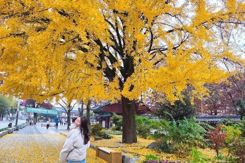 Jeonju Hanok Village Full-Day Tour: Jangtaesan Green Forest 3
