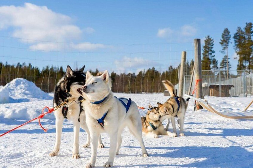 Rovaniemi: Drive Your Own Husky Team (5–8 km) & BBQ 4