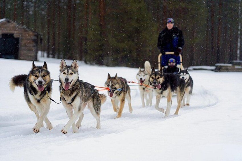 Rovaniemi: Drive Your Own Husky Team (5–8 km) & BBQ 3