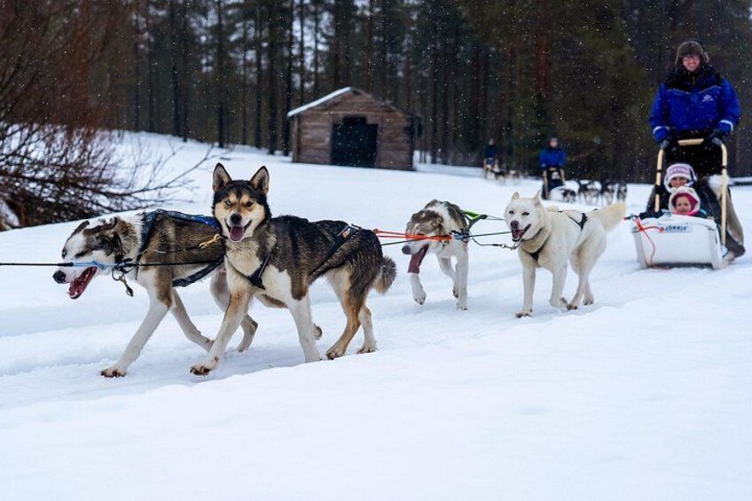 Rovaniemi: Drive Your Own Husky Team (5–8 km) & BBQ 5