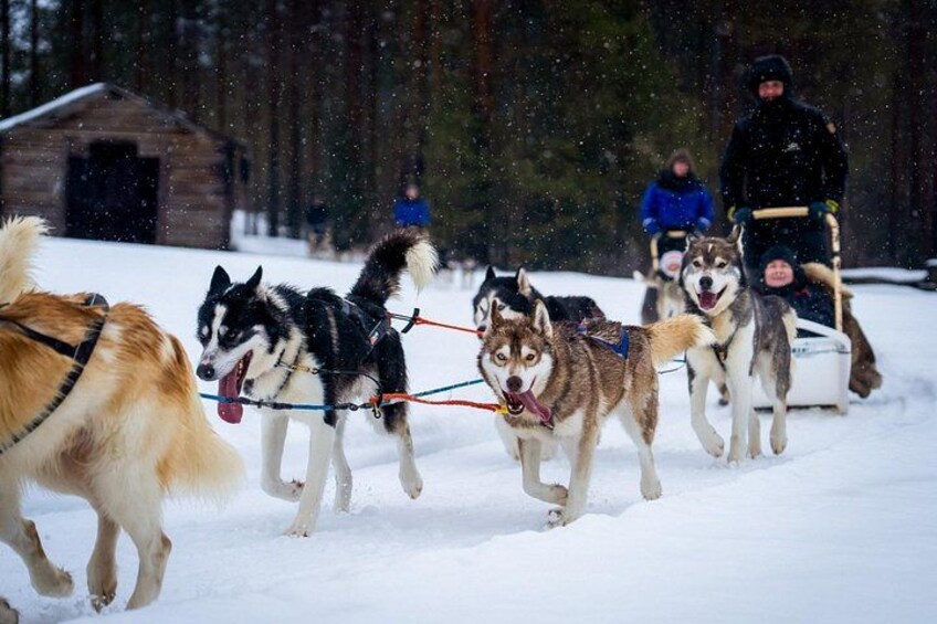 Rovaniemi: Drive Your Own Husky Team (5–8 km) & BBQ 1