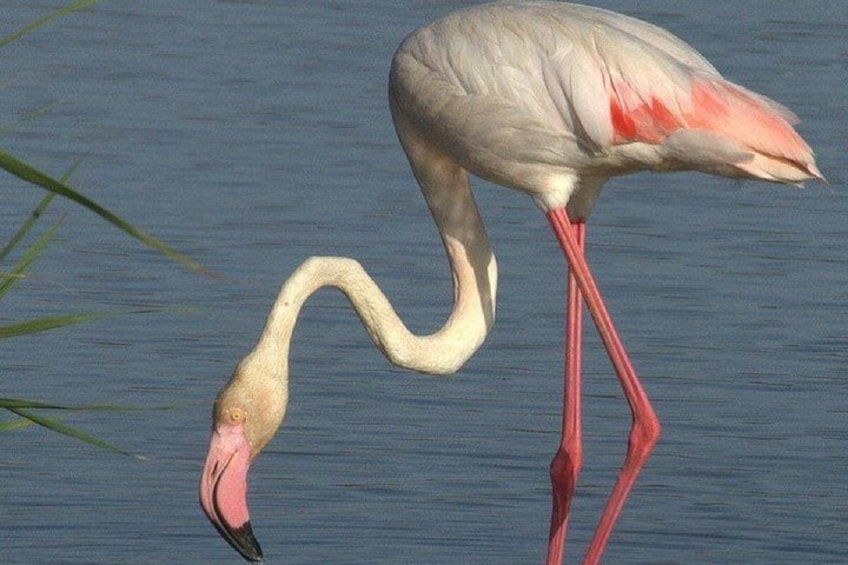 Bird Watching Tour in the Ebro Delta 2