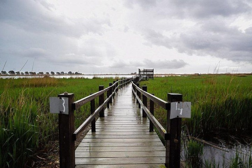 Bird Watching Tour in the Ebro Delta 5